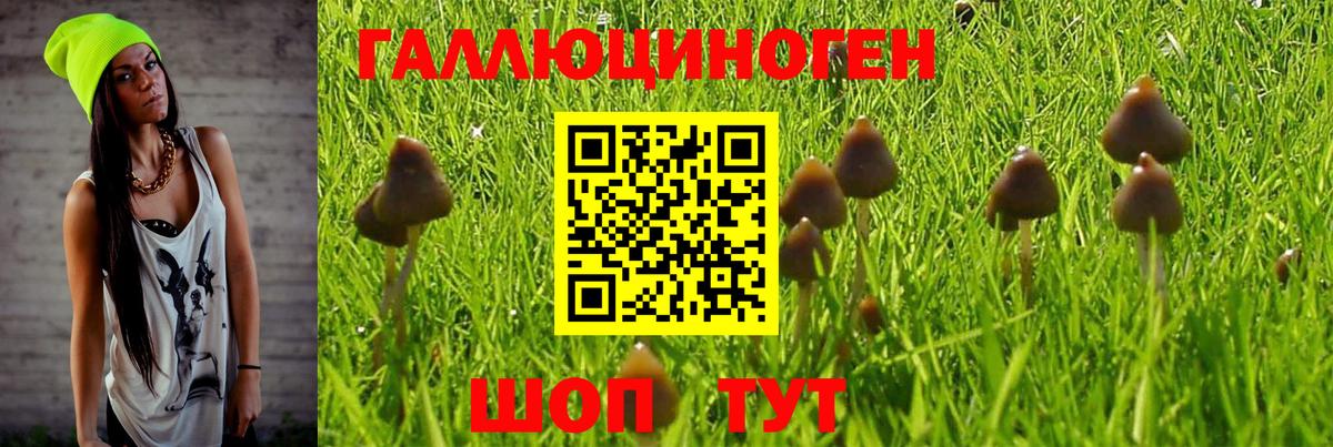 Черняховск  Псилоцибиновые грибы Psilocybe  Вход с VPN 